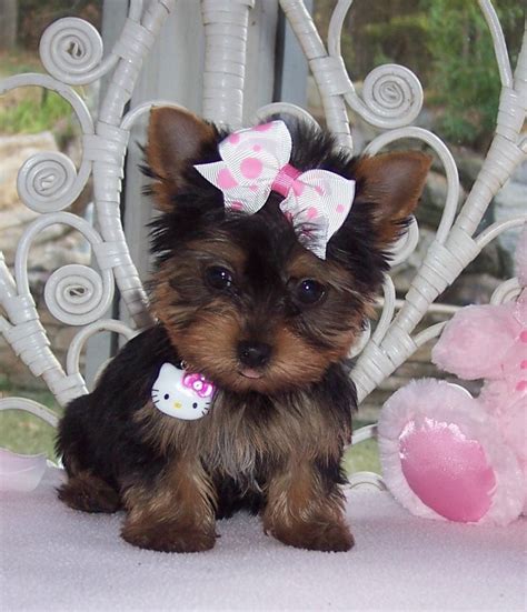 free yorkie puppies in springfield mo|yorkshire terrier puppies springfield mo.